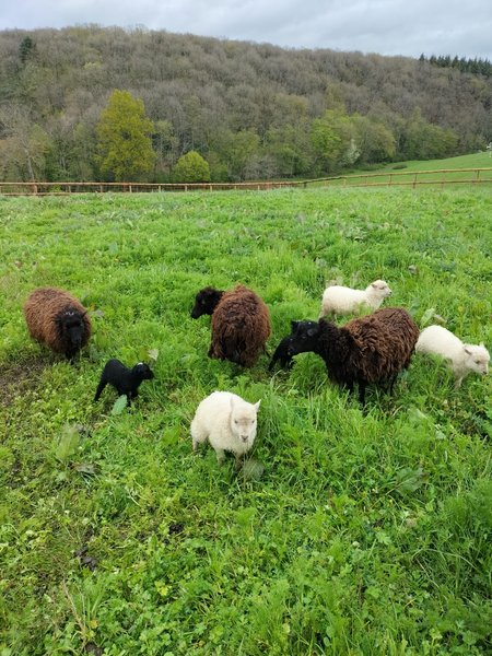 Domaine AbracadaRoom : LA ROULOTTE DE JANE - Image 13