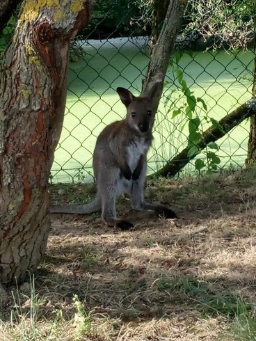 Hébergement AbracadaRoom : Hutte au milieu des wallabies n°4 - Image 3