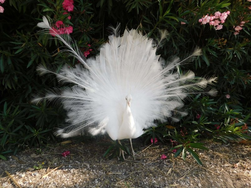 Domaine AbracadaRoom : La Ferme Pacifique Camargue - Image 7