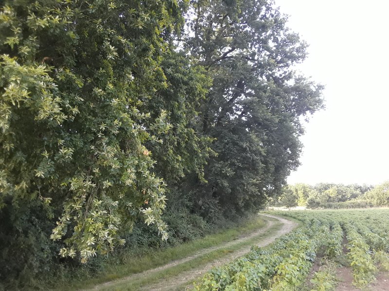 Domaine AbracadaRoom : Le Bois de Mondon - Image 1