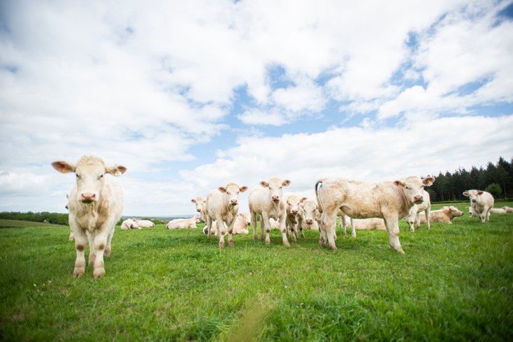 Hébergement AbracadaRoom : Domaine viticole Joseph Lafarge - Muscat - Image 11