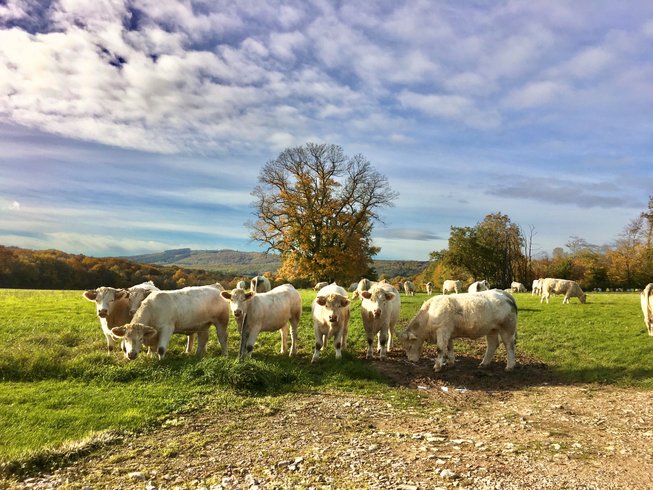 Domaine AbracadaRoom : Domaine  Joseph Lafarge - Image 9