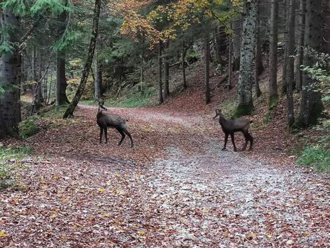 Les Logettes de Caroline, Ecolodge & Bain Nordique à Fort Du Plasne (51)