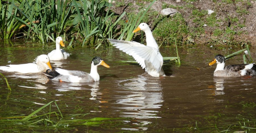 Domaine AbracadaRoom : Ferme Jean des Houx - Image 12