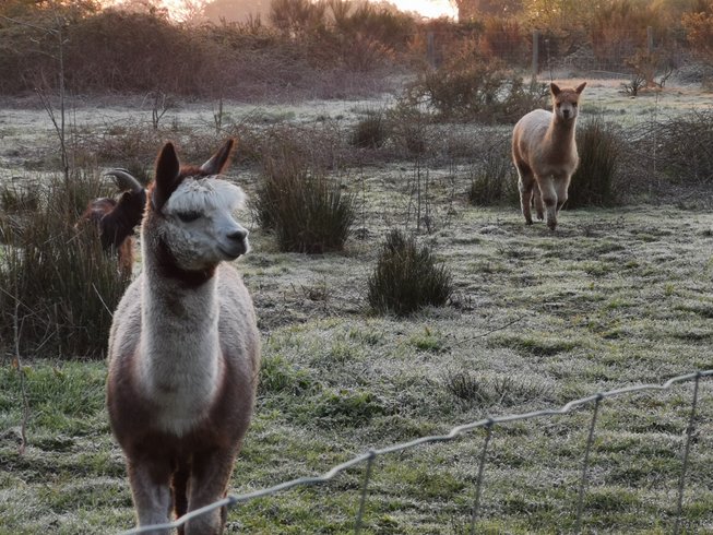 Domaine AbracadaRoom : La Noé verte - Image 14