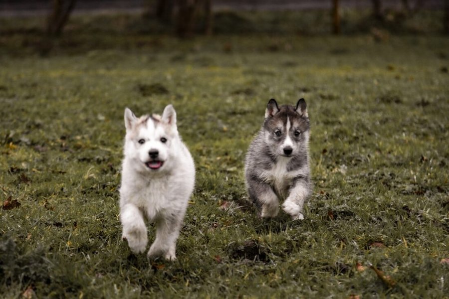 Domaine AbracadaRoom : Le Ranch Normand - Image 16