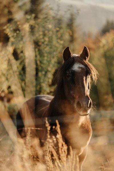 Hébergement AbracadaRoom : Homnest - L'Instant Sauvage - Vue Cimes & Forêt - Image 44