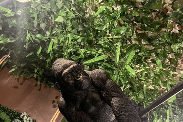 La Tanière de Mowgli - Plage du môle - Jungle Room à Cap D’agde (3)