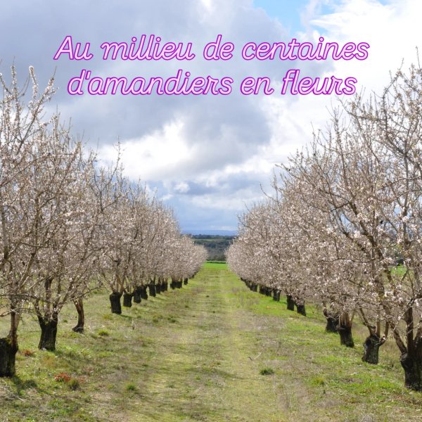 Hébergement AbracadaRoom : La bulle Ico - Image 12