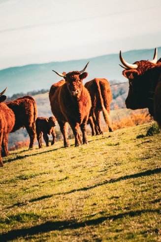 Domaine AbracadaRoom : Homnest (Charbonnieres) - Image 16