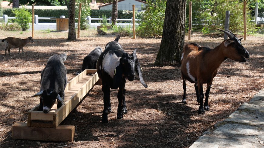 Domaine AbracadaRoom : Flower Camping Au Bois des Biches - Image 43