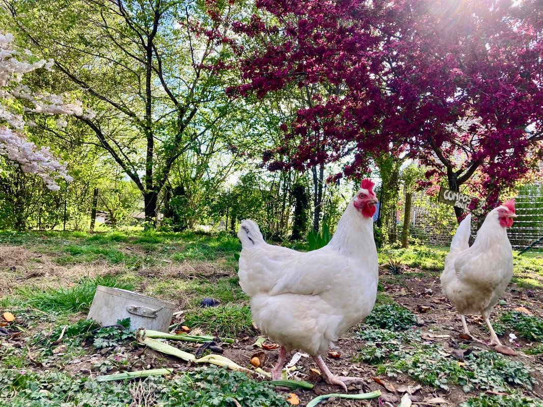 Pony House : séjour nature en Normandie à La Chapelle-Cécelin (11)
