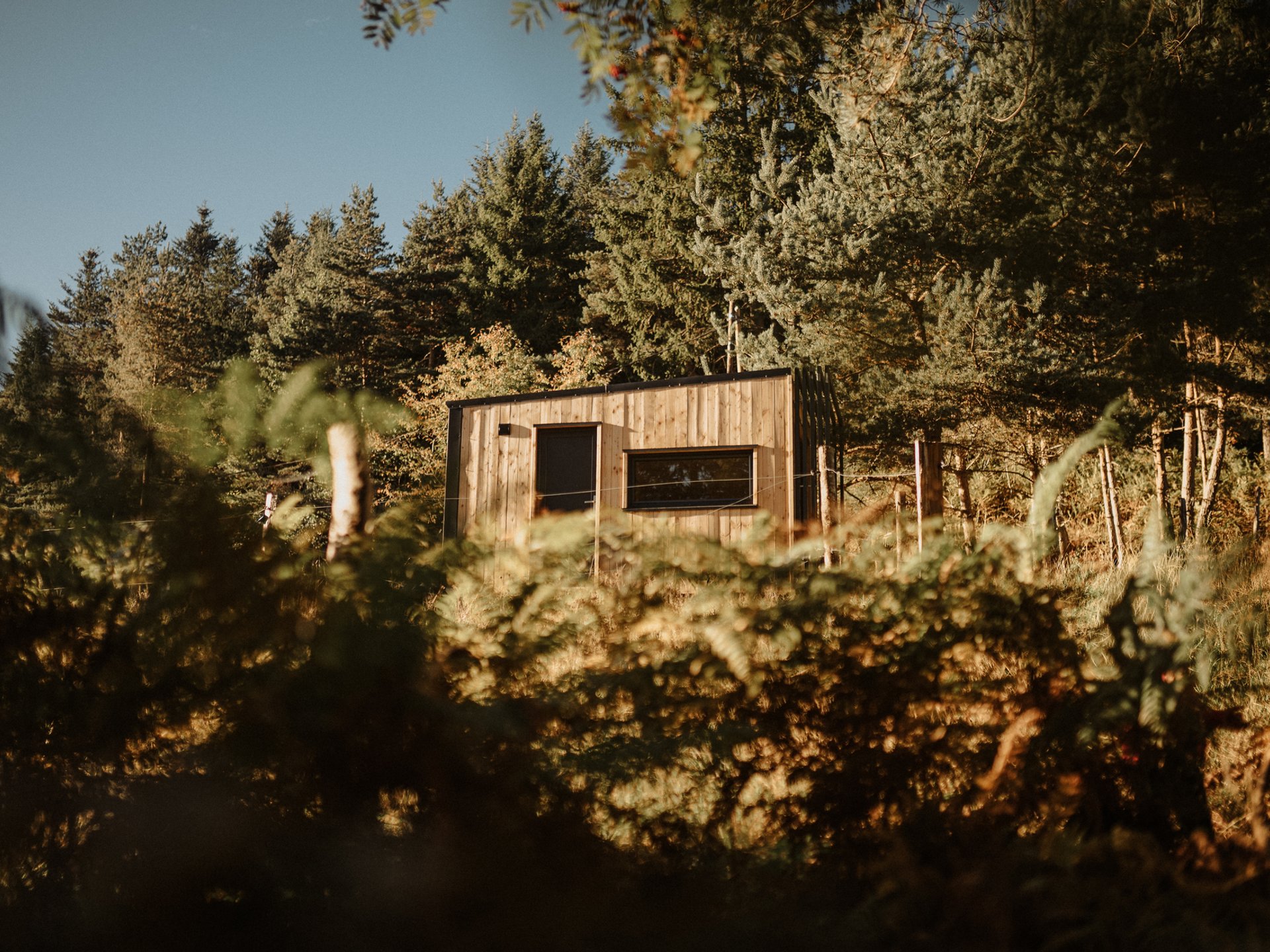 Homnest - L'Instant Sauvage - Vue Cimes & Forêt