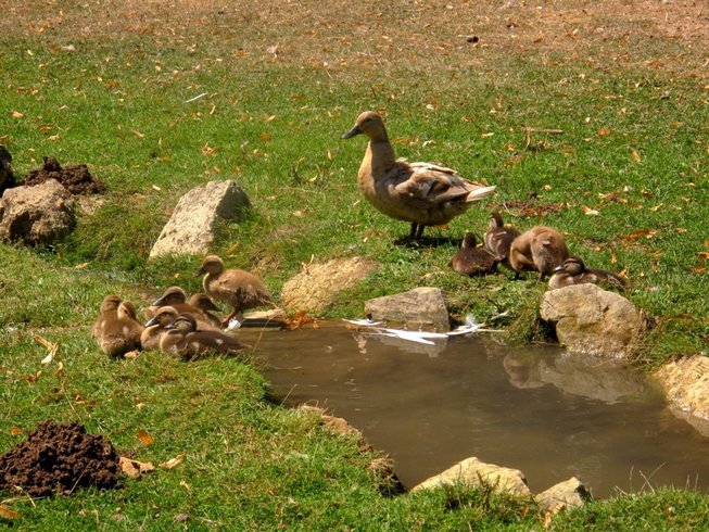 Domaine AbracadaRoom : Sur un Arbre Perché - Image 12