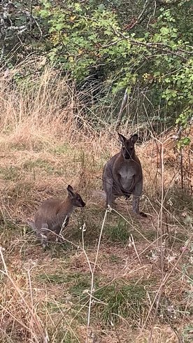 Domaine AbracadaRoom : Wallaby de Benett'on - Image 8