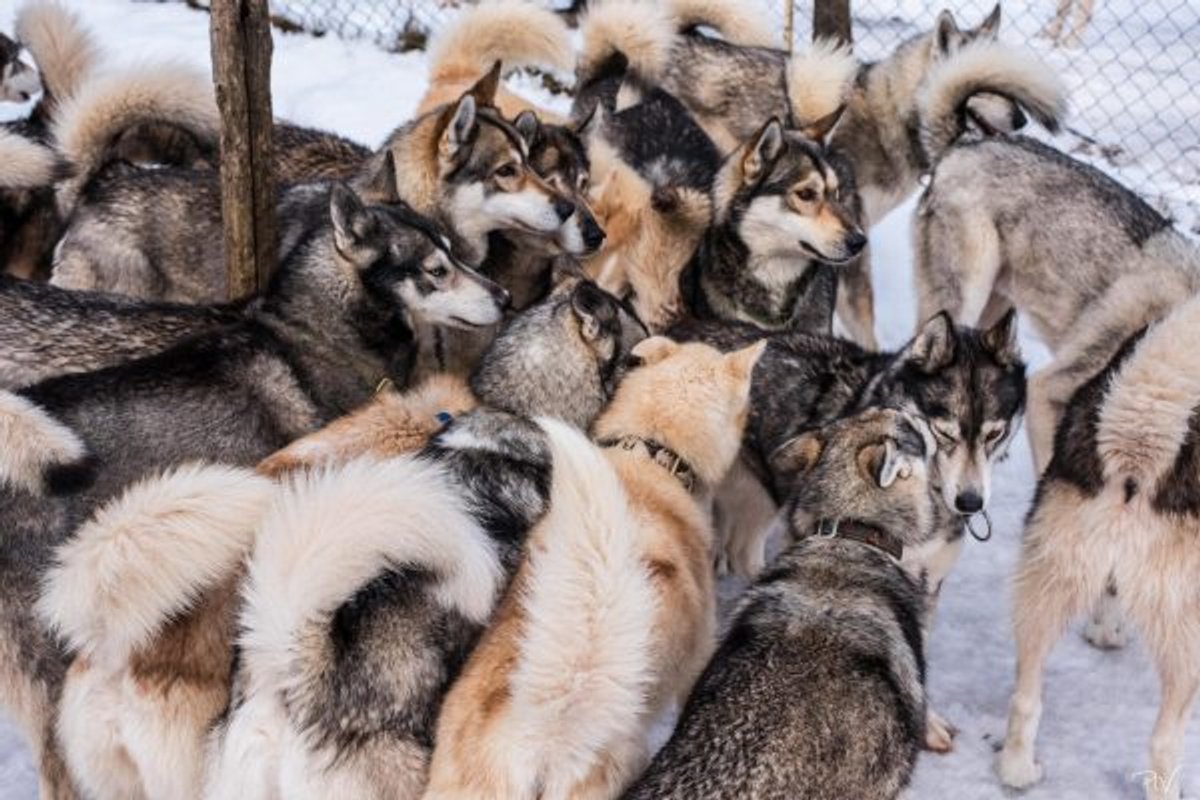 Kota 3 Inari - Séjour inoubliable auprès de huskies à Vassieux-En-Vercors (17)