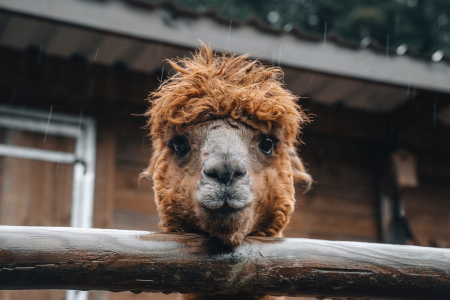 Hébergement AbracadaRoom : Dôme au milieu des Alpagas - Image 20