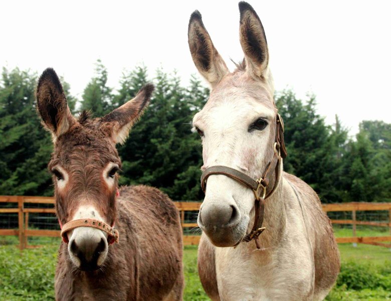 Domaine AbracadaRoom : La Maison du Bonheur - Image 23