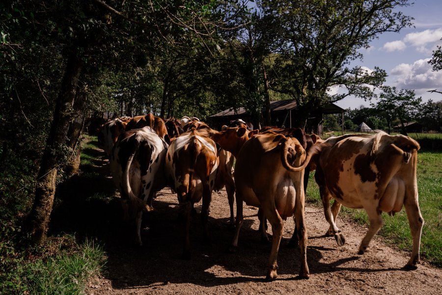 Domaine AbracadaRoom : Un Lit Au Pré -  La ferme de Penquelen - Image 3