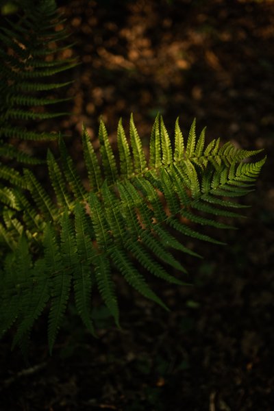 Domaine AbracadaRoom : Le Nid d'Andrésis - Image 5