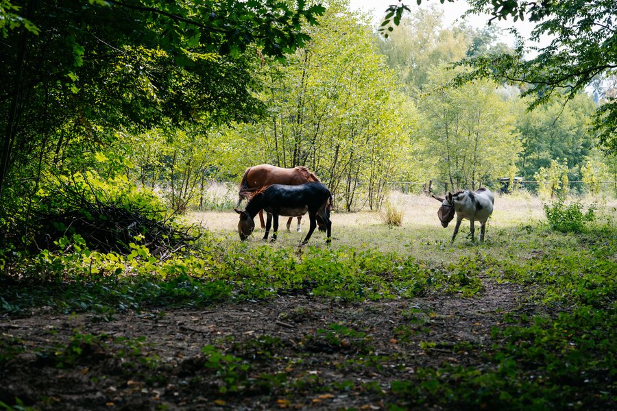 Domaine AbracadaRoom : Homnest (Bruailles) - Image 20