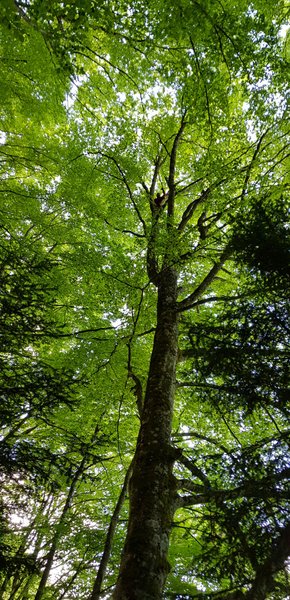 Domaine AbracadaRoom : Hêtre en Forez - Image 6