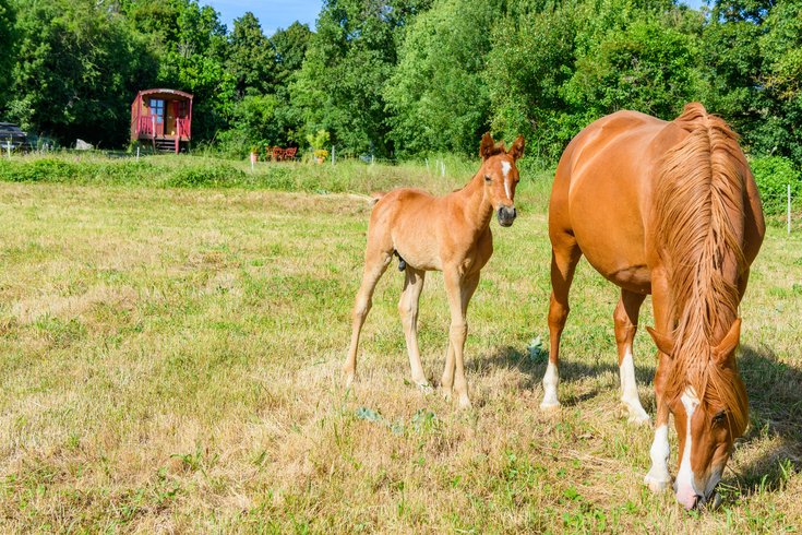 Hébergement AbracadaRoom : Roulotte-Quinta - Image 13