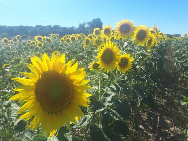 Domaine AbracadaRoom : Three Willows - Image 7