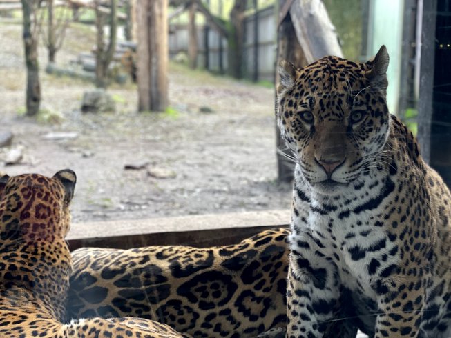 Hébergement AbracadaRoom : Lodge Jaguars & Spa & Dîner - Accès au zoo - Image 11