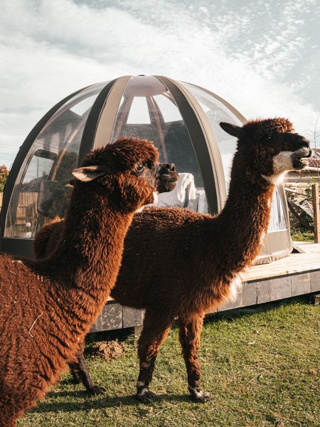 Hébergement AbracadaRoom : Les alpagas du clos - Image 4