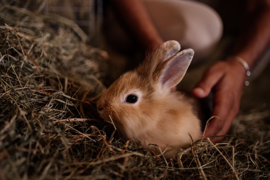 Domaine AbracadaRoom : Un Lit au Pré - Ô Manoir de Glam's - Image 6