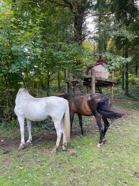 Hébergement AbracadaRoom : Petite Ourse - Image 7