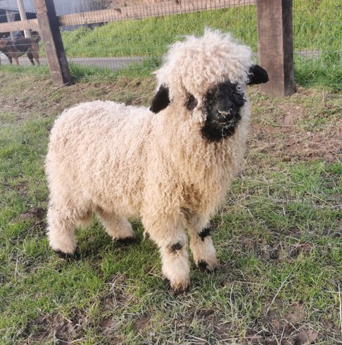 Domaine AbracadaRoom : Le Petit Nid du Pré - Image 9