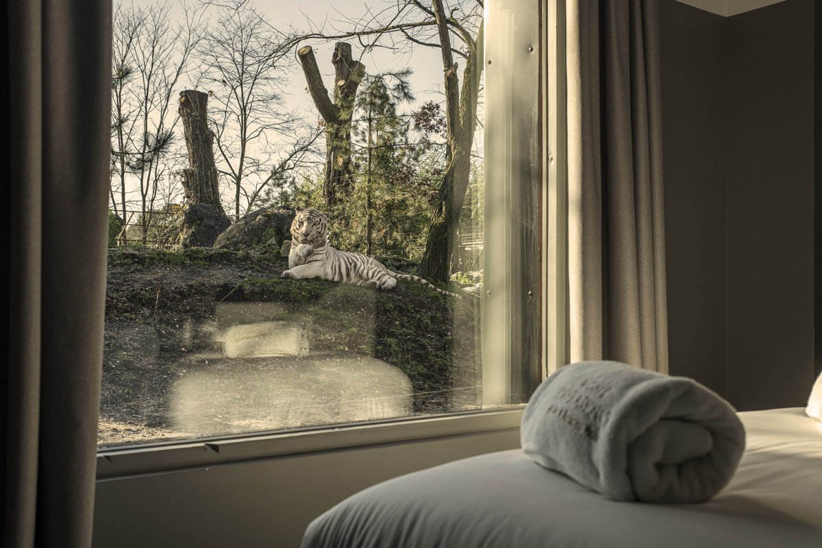 Lodge Tigres blancs à Pessac (11)