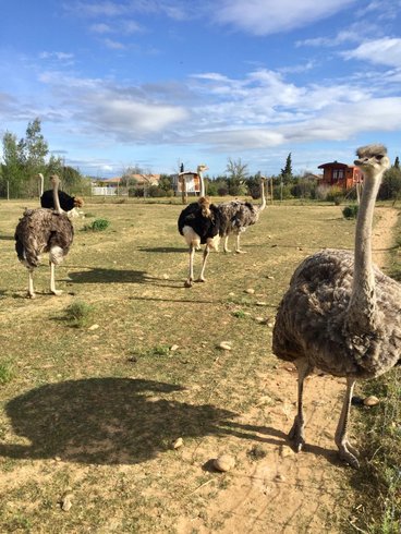 Hébergement AbracadaRoom : Roulotte Coquelicot - Image 7
