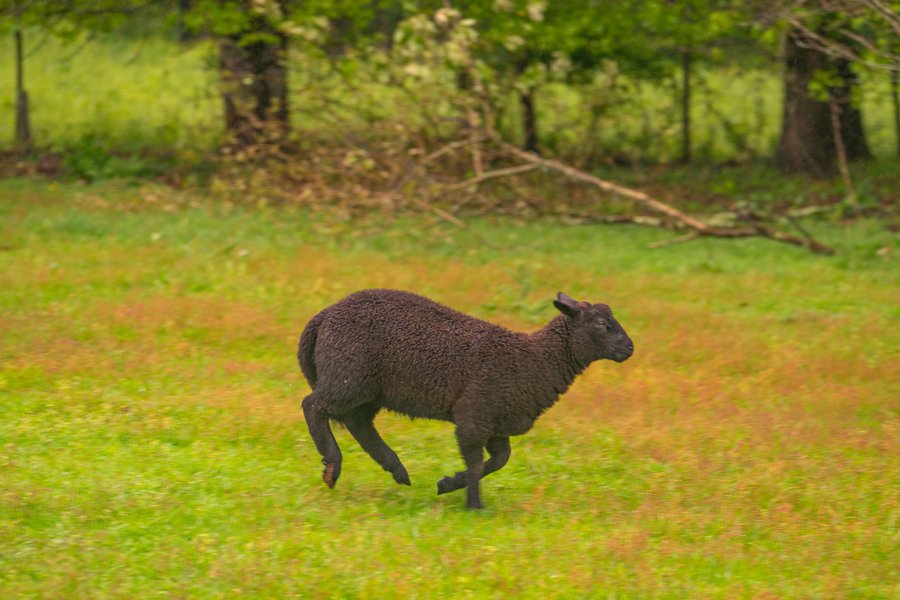 Domaine AbracadaRoom : Homnest (Mouliets) - Image 11