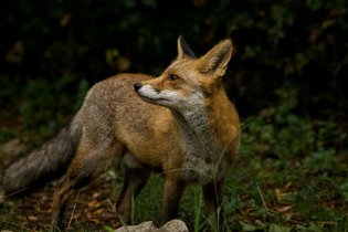 Les Animaux et Marino