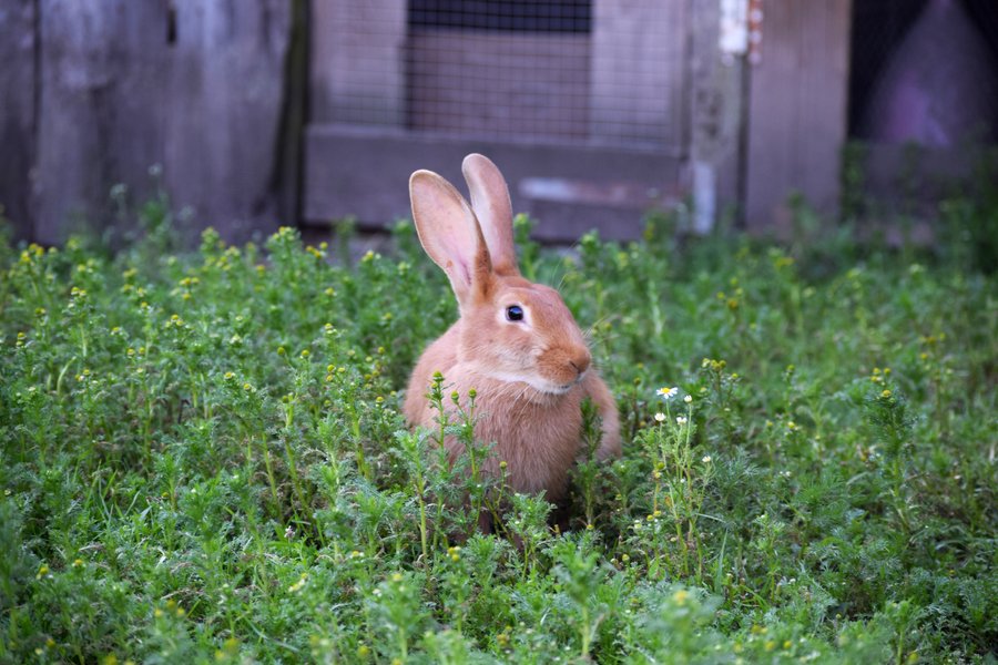 Domaine AbracadaRoom : La ferme de Penquelen Huella - Un Lit au Pré (à supprimer) - Image 1