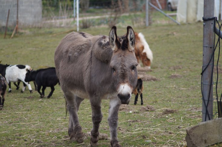 Domaine AbracadaRoom : Ferme du Moulin de Bois - Image 9