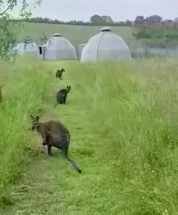 Domaine AbracadaRoom : Wallaby de Bennett'on - Image 6