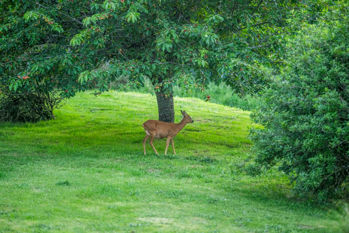 Cabane du Grand Chêne & Spa à Saint- Martin Des Combes (19)