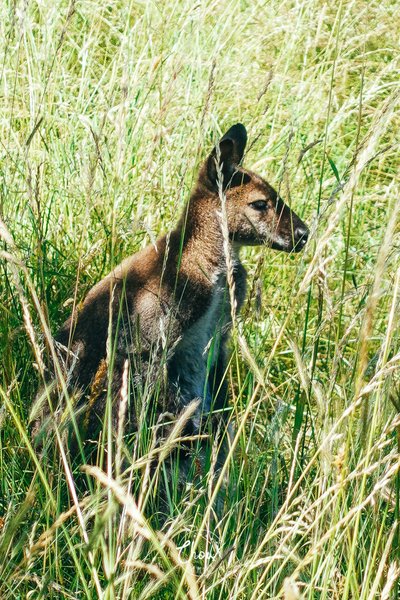 Domaine AbracadaRoom : Wallaby de Bennett'on - Image 7