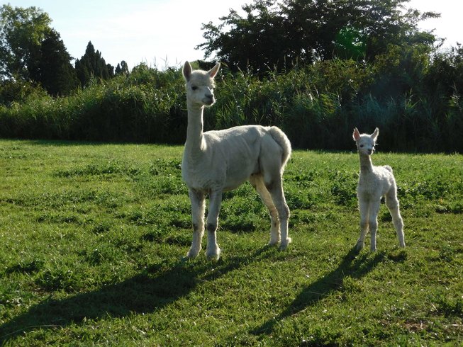 Domaine AbracadaRoom : La Ferme Pacifique Camargue - Image 6