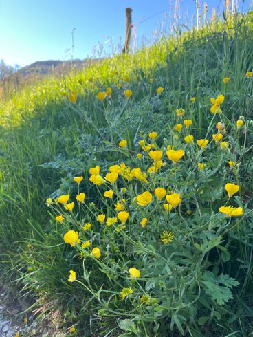 Hébergement AbracadaRoom : La caravane bohème - Image 13