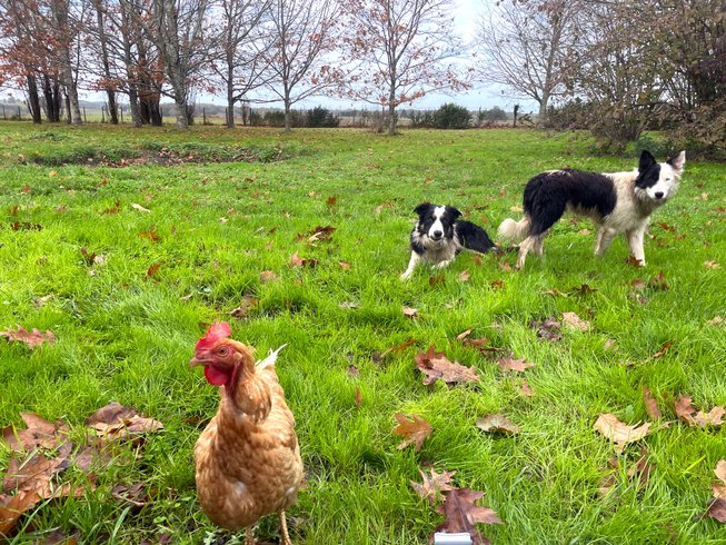 Domaine AbracadaRoom : Domaine des Anes - Image 14