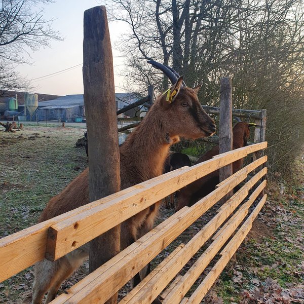 Hébergement AbracadaRoom : Tiny House La Chèvrerie proche de Montargis - 1h de Paris ! - Image 24