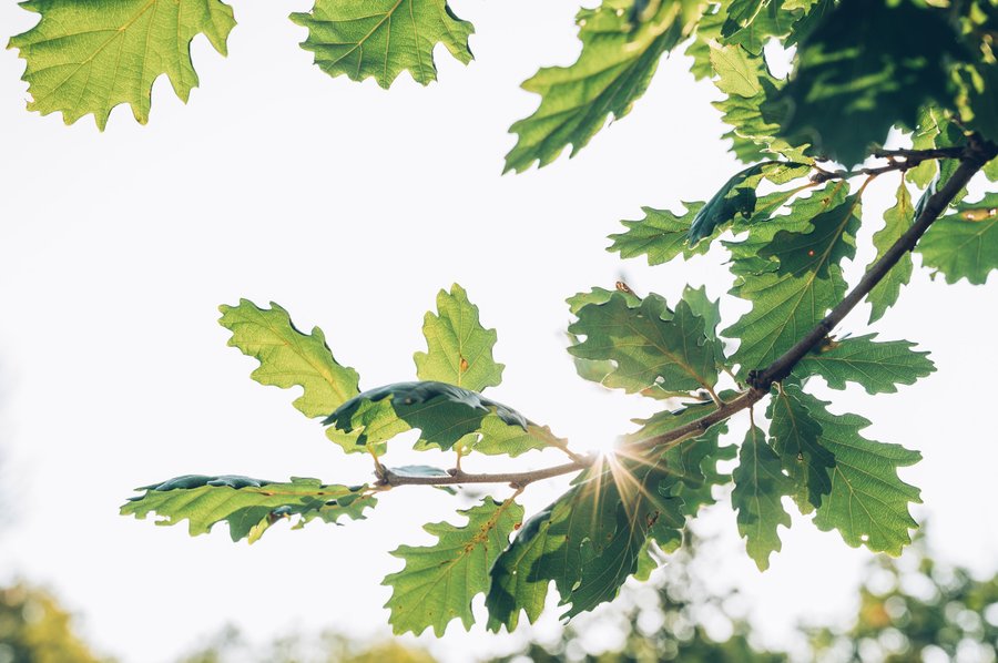 Hébergement AbracadaRoom : Cabane & Spa : Tropicabana - Image 12