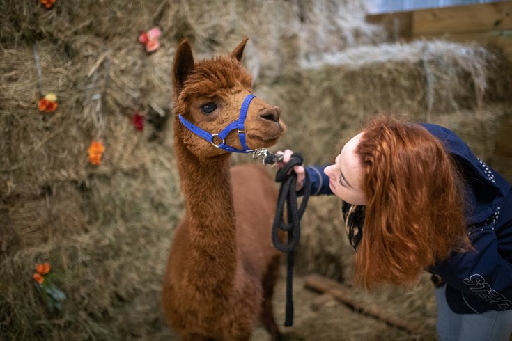 Domaine AbracadaRoom : Domaine Roccas - Image 6