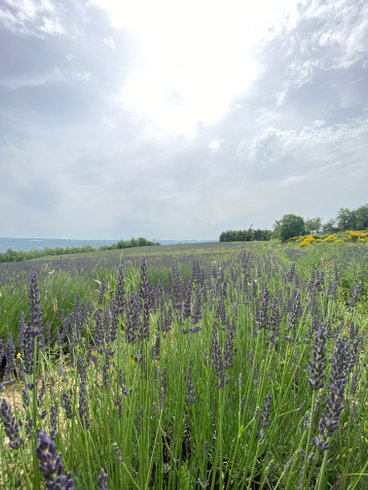 Domaine AbracadaRoom : Homnest (Viens) - Image 5