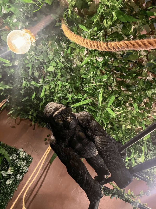 La Tanière de Mowgli - Plage du môle - Jungle Room à Cap D’agde (3)